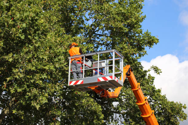 Tree Root Removal in Tarpon Springs, FL